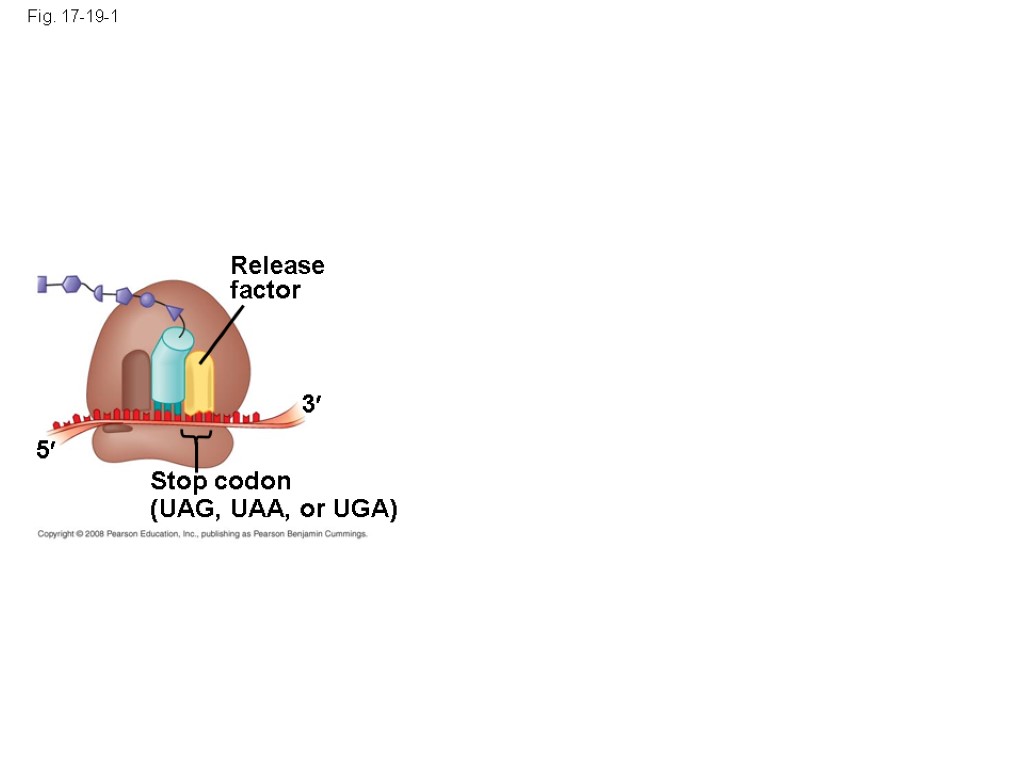 Fig. 17-19-1 Release factor 3 5 Stop codon (UAG, UAA, or UGA)